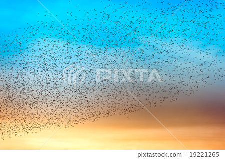 Flock of many birds Flock of many birds 19221265