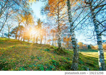 Sun in a meadow among the birches 19221298