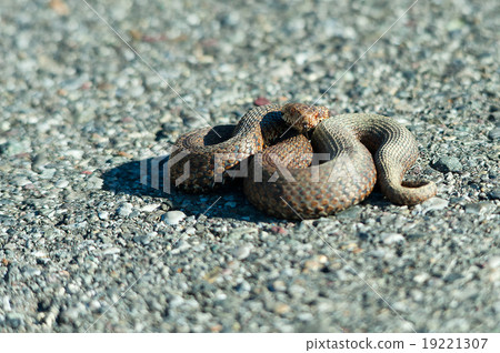 Viper adder berus on the road Viper adder berus on the road 19221307