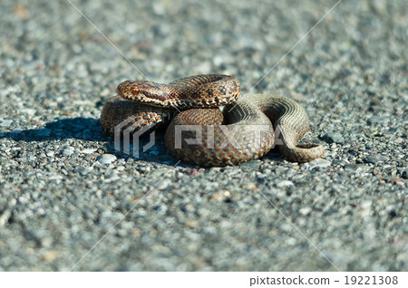 Viper adder berus on the road Viper adder berus on the road 19221308