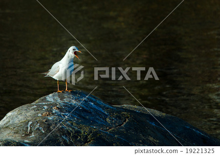 Seagull with open beak Seagull with open beak 19221325