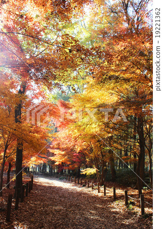 Hirin秋葉 19221362