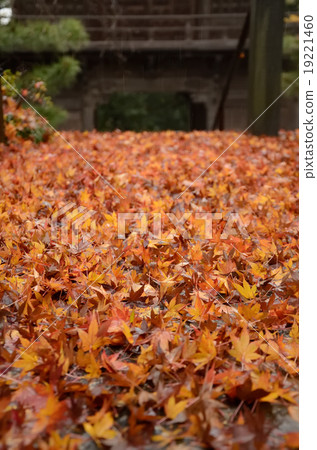 Falling autumn leaves Falling autumn leaves 19221460