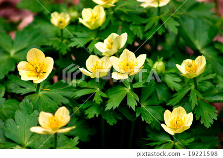 Flowers blossom in the spring 19221598