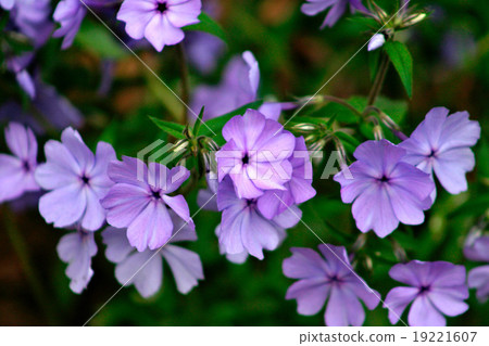 Flowers blossom in the spring.. Flowers blossom in the spring.. 19221607
