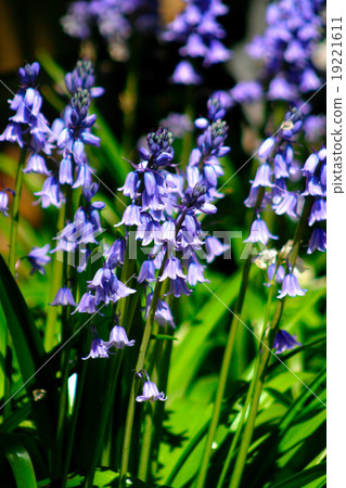 Flowers blossom in the spring.. Flowers blossom in the spring.. 19221611