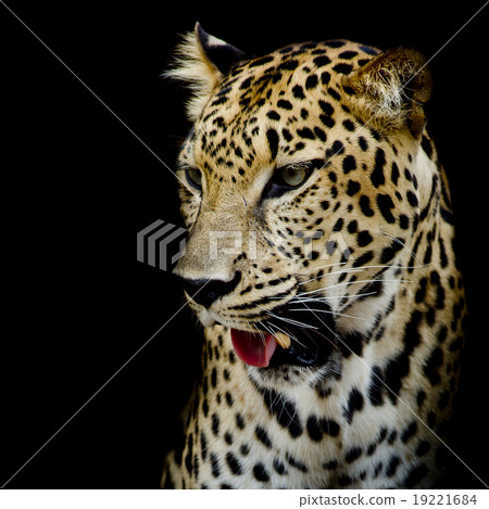 close up Leopard Portrait 19221684