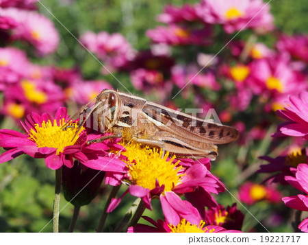 粉紅色菊花·Tsutsui nago 粉紅色菊花·Tsutsui nago 19221717