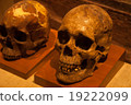 skull 19222099