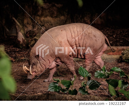 Closeup of a Buru Babirusa (Babyrousa babyrussa) 19222287