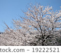 Cherry Blossoms	 19222521