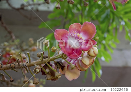 Sala or Cannon Ball, Cannon Ball Tree, Sal Tree 19222656