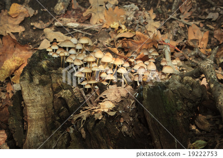 A lot of mushrooms in the forest 19222753