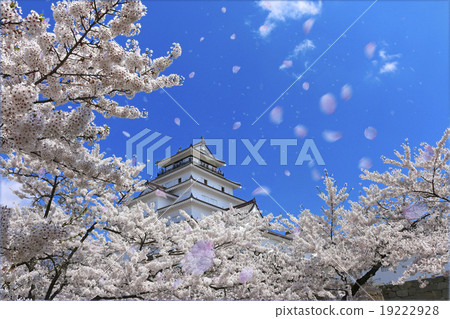 櫻花暴風雪和敦賀城堡 19222928