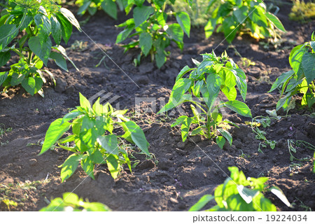 Sprouts of pepper on bed in the garden 19224034