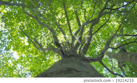 Summer, Buna looking up Summer, Buna looking up 19224218