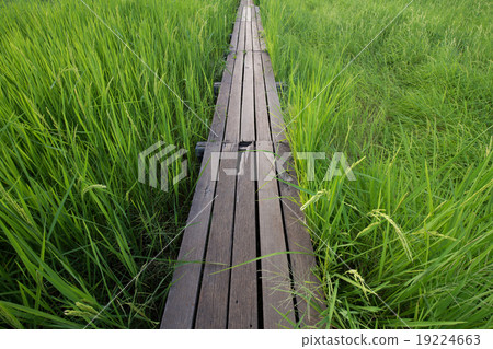 100 year-old wooden bridge between rice field 100 year-old wooden bridge between rice field 19224663
