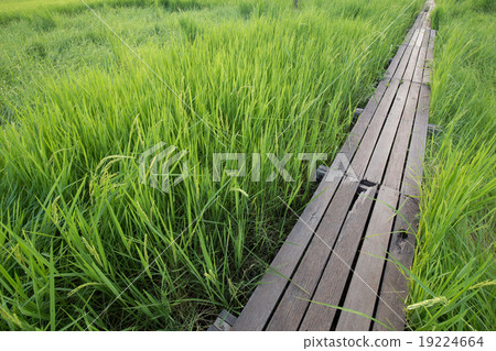 100 year-old wooden bridge between rice field 100 year-old wooden bridge between rice field 19224664