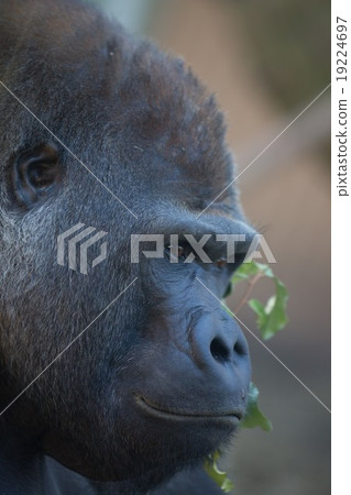 Gorilla 19224697