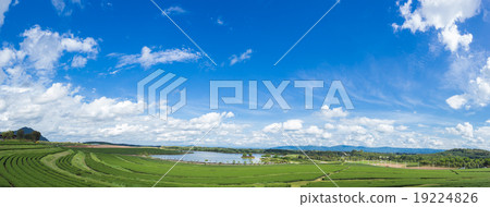 Landscape of the tea plantations Landscape of the tea plantations 19224826