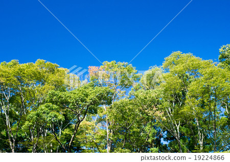 樹和藍天 樹和藍天 19224866