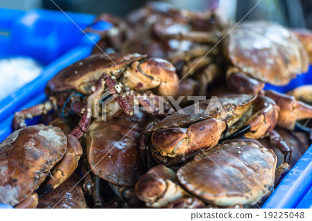 Raw whole crabs on ice. The market scene 19225048