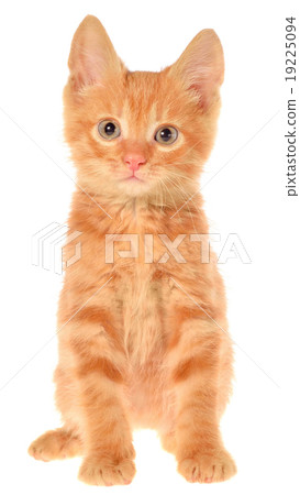 Orange kitten sitting Orange kitten sitting 19225094