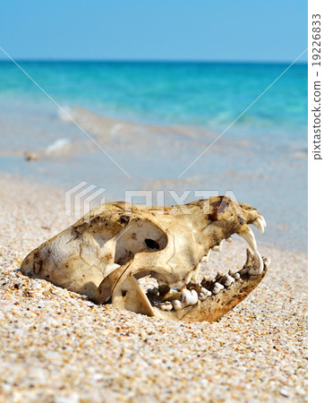 Dog skull on the beach 19226833