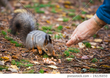 Eurasian red squirrel eating nuts Eurasian red squirrel eating nuts 19226850