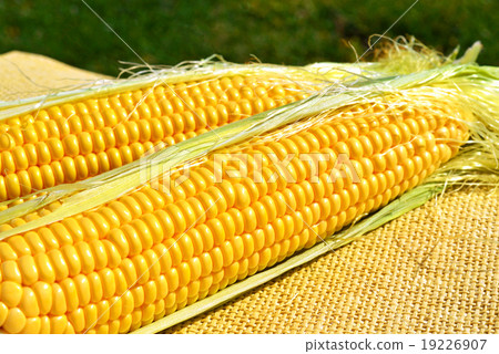 Ears of ripe corn on sacking 19226907