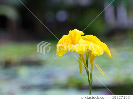 Canna flowers. 19227103