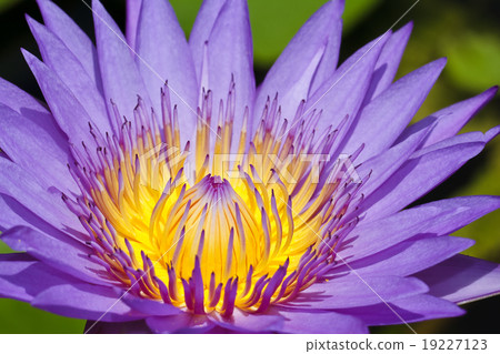 Purple lotus . Purple lotus . 19227123