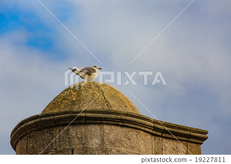 Seagull on the roof Seagull on the roof 19227811