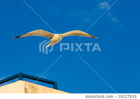 Seagull above the roofs of houses. 19227818