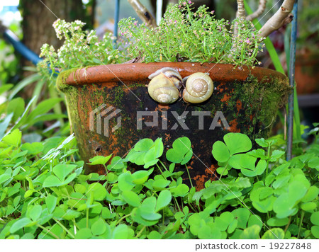 snails snails 19227848