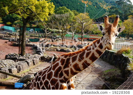 Giraffe 19228308