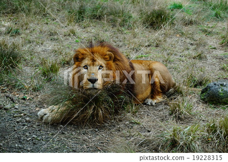 lion lion 19228315
