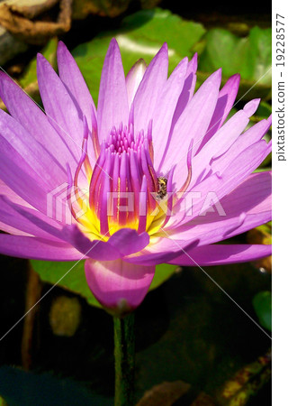 Purple Lotus in pond Purple Lotus in pond 19228577