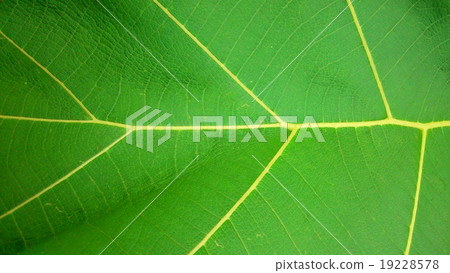 Green Leaf Texture Green Leaf Texture 19228578