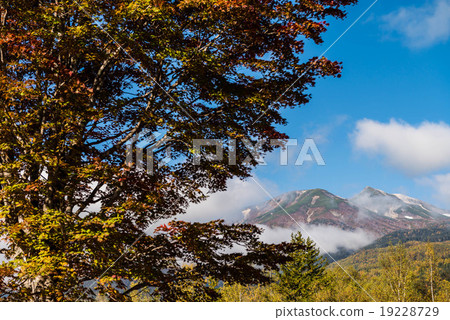 Autumn leaves of Norikura Kogen 19228729