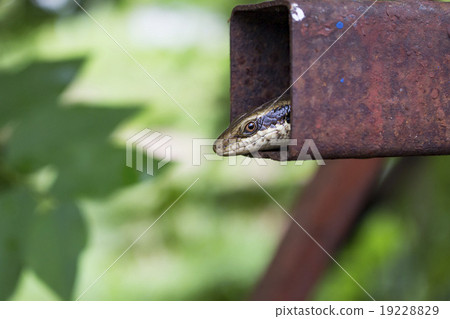 skink is hiding in an grunge iron pipe 19228829