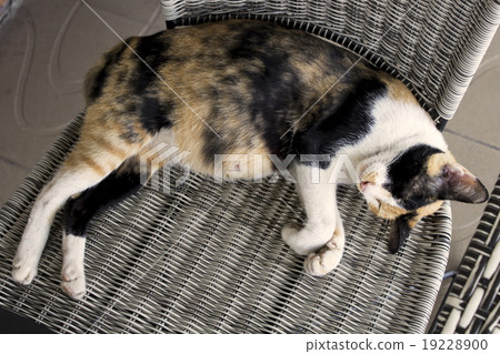 pregnant cat is sleeping on the chair 19228900