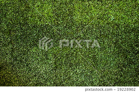 green leaves background, wallpaper 19228902