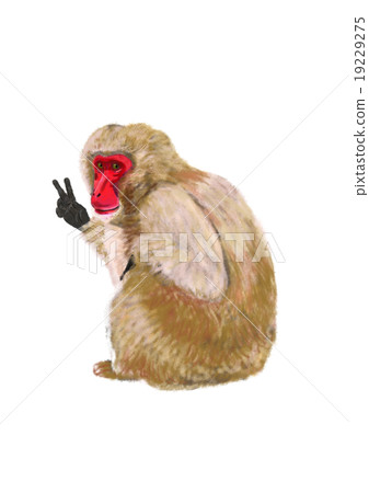 Peace Sign Japanese monkey Peace Sign Japanese monkey 19229275