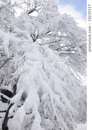 雪化妝樹 19230317