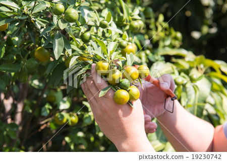 Harvest orange 19230742