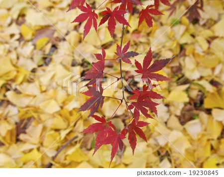 Autumn leaves of a maple and fallen leaves of a ginkgo 19230845