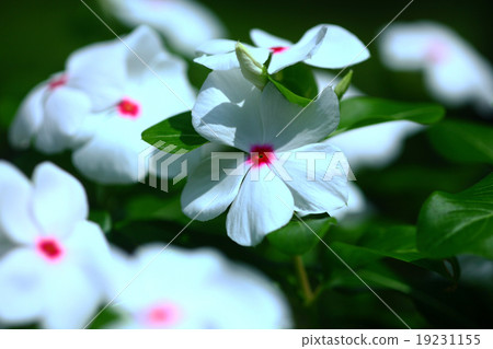 White Nichiconnia 19231155