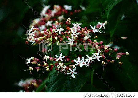 兔子的花 19231169