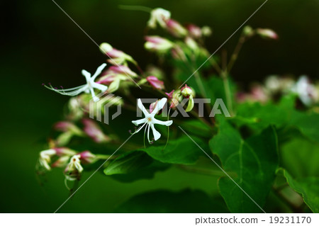 兔子的花 19231170